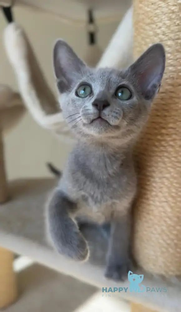 Victoria Russian Blue female blue live animals