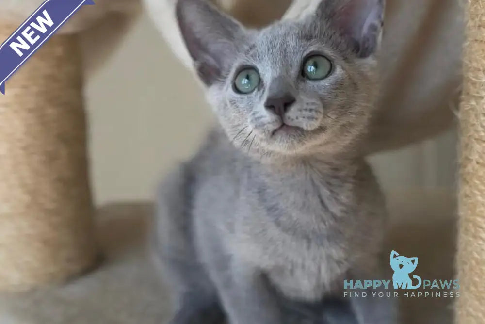 Victoria Russian Blue female blue live animals