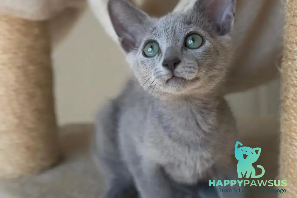 Victoria Russian Blue female blue live animals