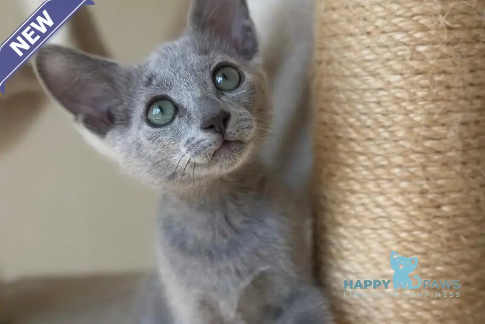 Victoria Russian Blue female blue live animals