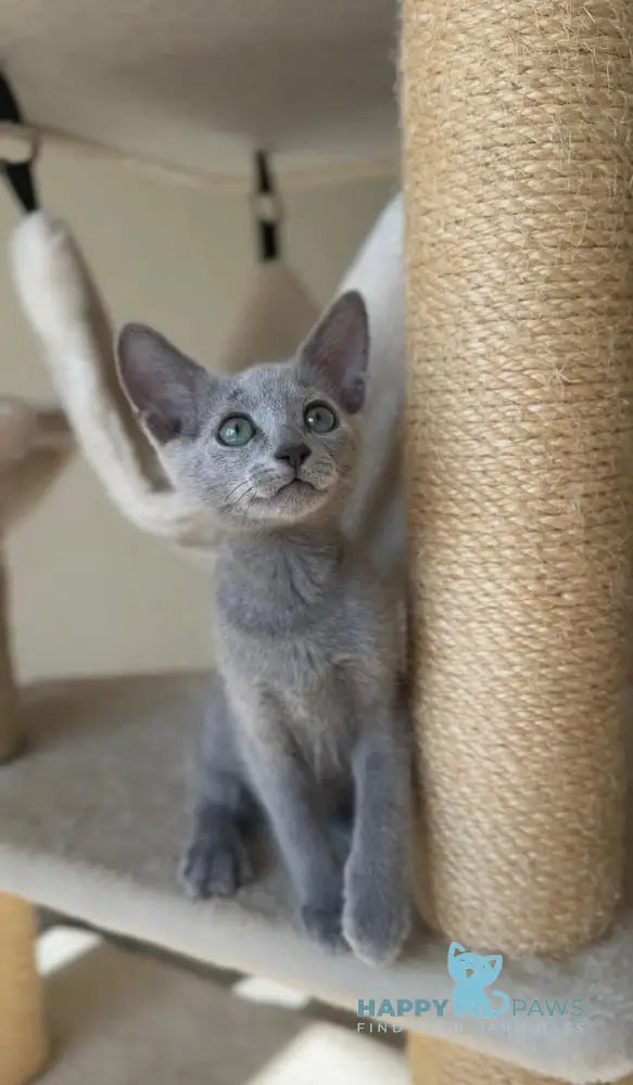 Victoria Russian Blue female blue live animals
