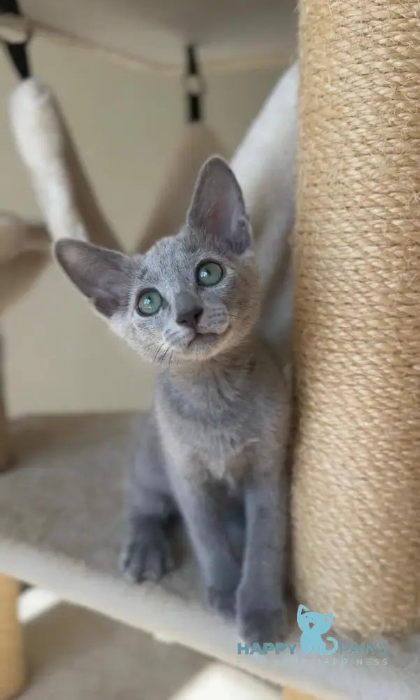 Victoria Russian Blue female blue live animals