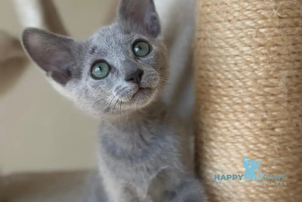 Victoria Russian Blue female blue live animals