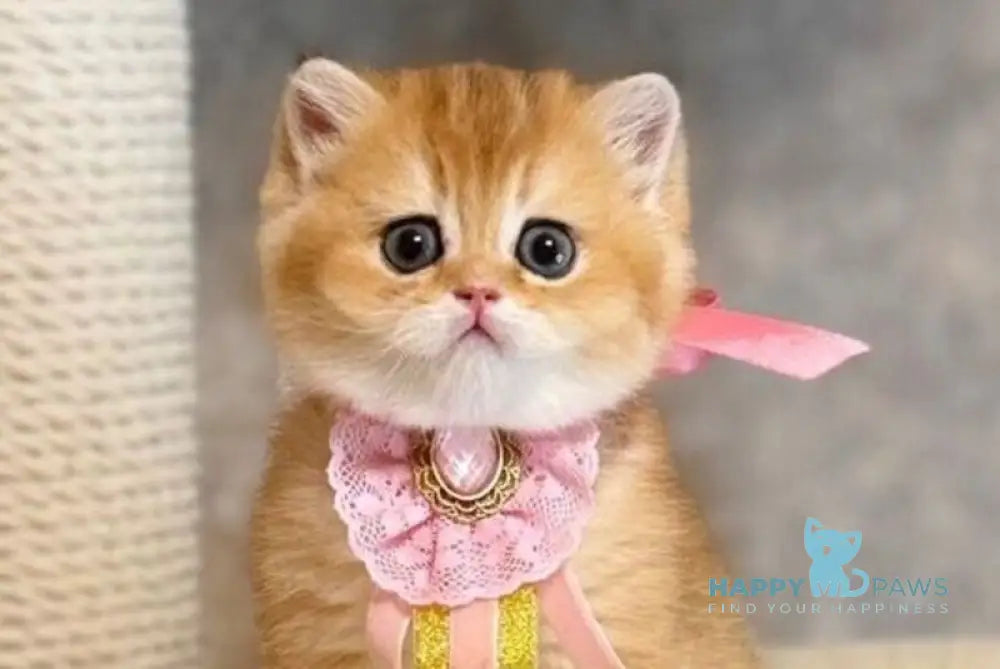 Victoria Scottish Straight female black golden shaded live animals