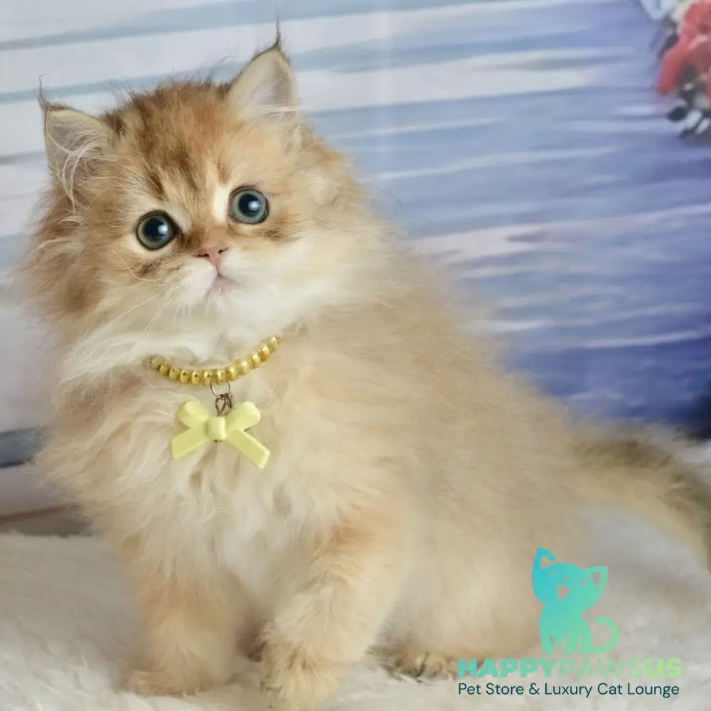 Victoria Scottish Straight female black golden shaded - live animals
