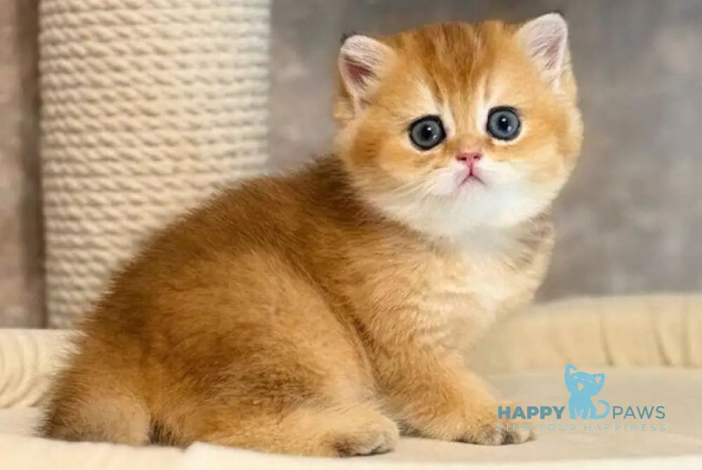 Victoria Scottish Straight female black golden shaded live animals