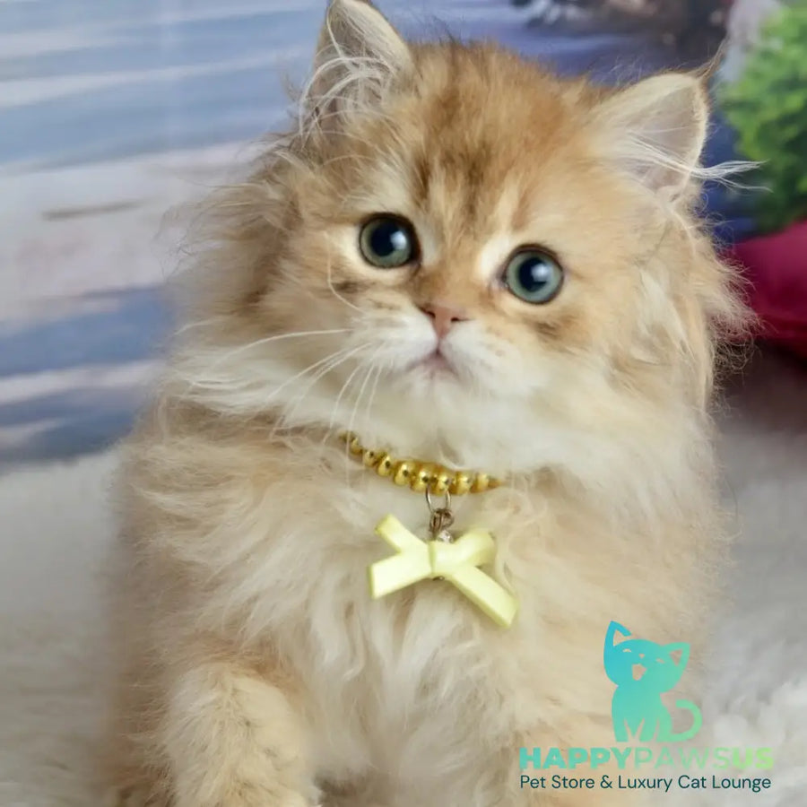Victoria Scottish Straight female black golden shaded - live animals
