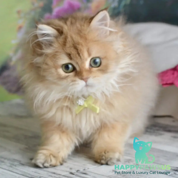 Victoria Scottish Straight female black golden shaded - live animals