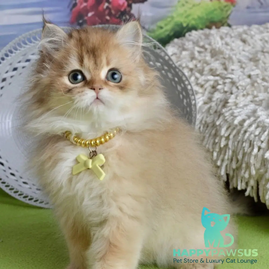 Victoria Scottish Straight female black golden shaded - live animals
