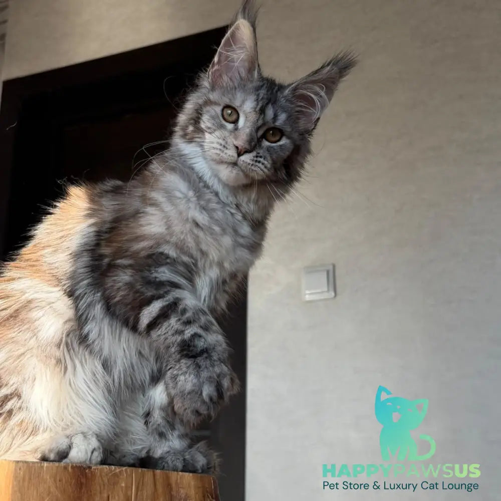 Victoria Secret Maine Coon polydactyl 6x6x6x6 female black tortie silver tabby - live animals
