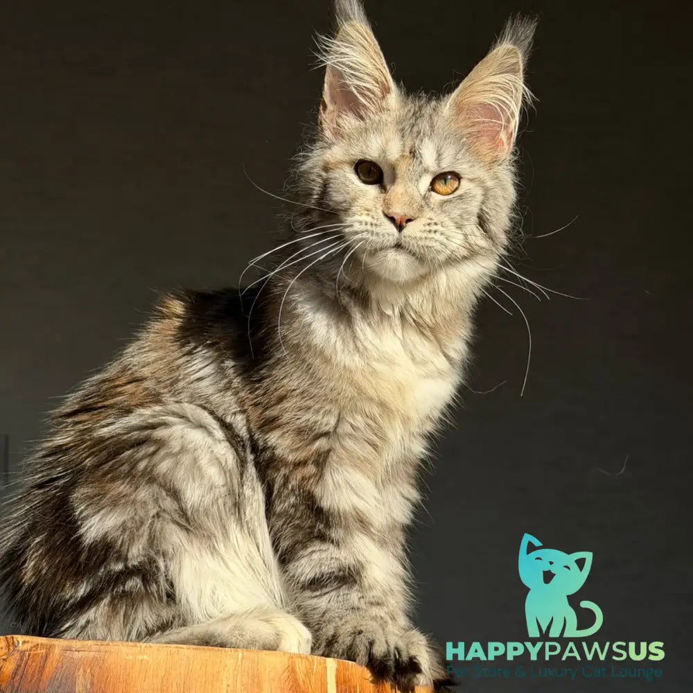 Victoria Secret Maine Coon polydactyl 6x6x6x6 female black tortie silver tabby - live animals