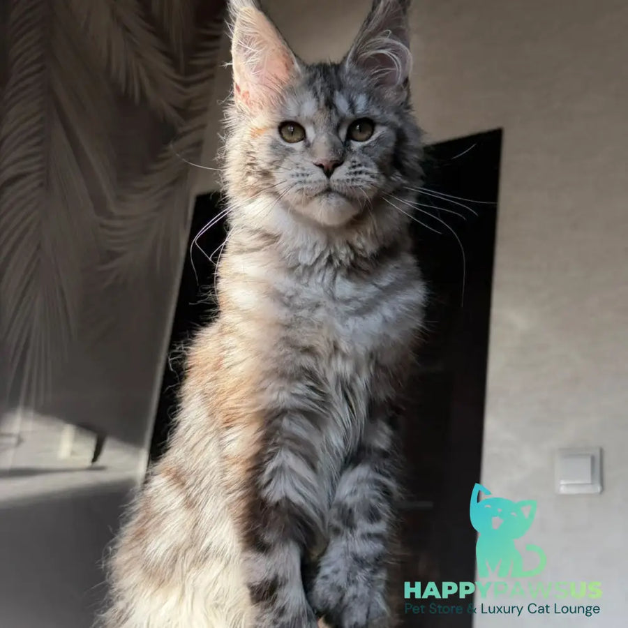 Victoria Secret Maine Coon polydactyl 6x6x6x6 female black tortie silver tabby - live animals