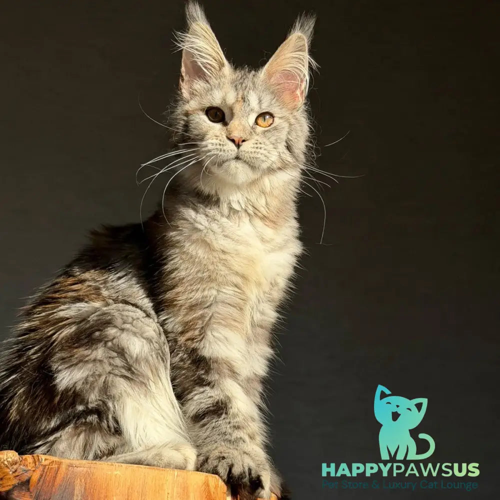 Victoria Secret Maine Coon polydactyl 6x6x6x6 female black tortie silver tabby - live animals