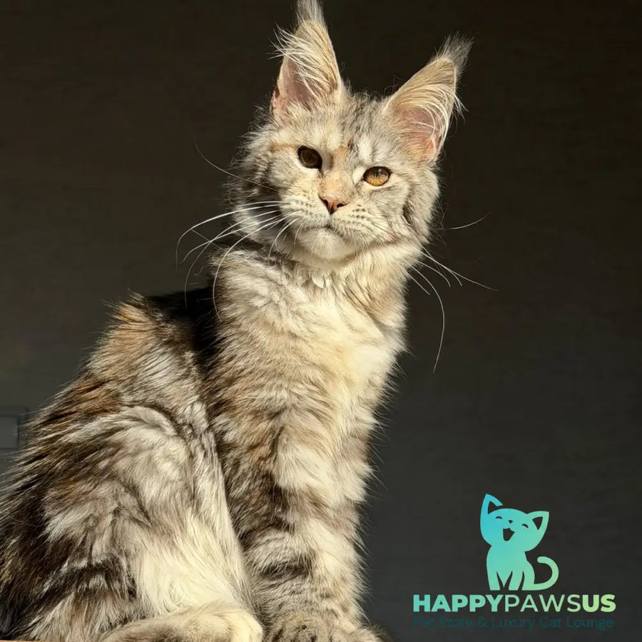 Victoria Secret Maine Coon polydactyl 6x6x6x6 female black tortie silver tabby - live animals