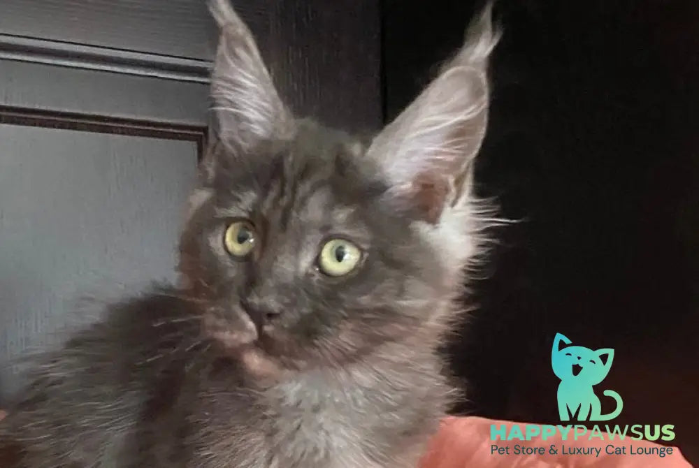 Viе Vienna Maine Coon female black silver live animals