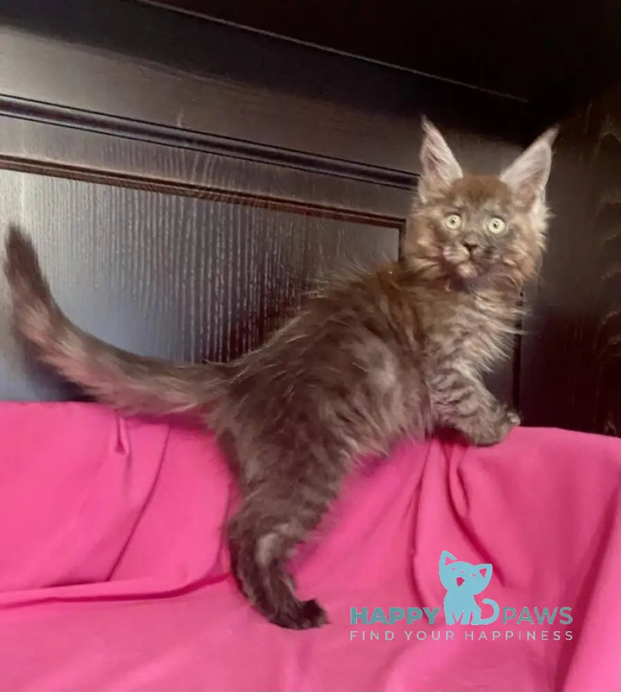 Viе Vienna Maine Coon female black silver live animals