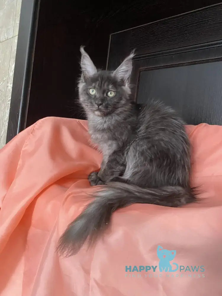 Viе Vienna Maine Coon female black silver live animals