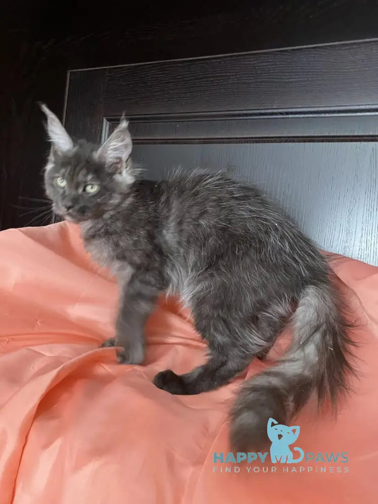 Viе Vienna Maine Coon female black silver live animals