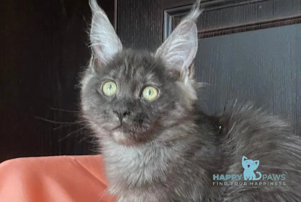 Viе Vienna Maine Coon female black silver live animals
