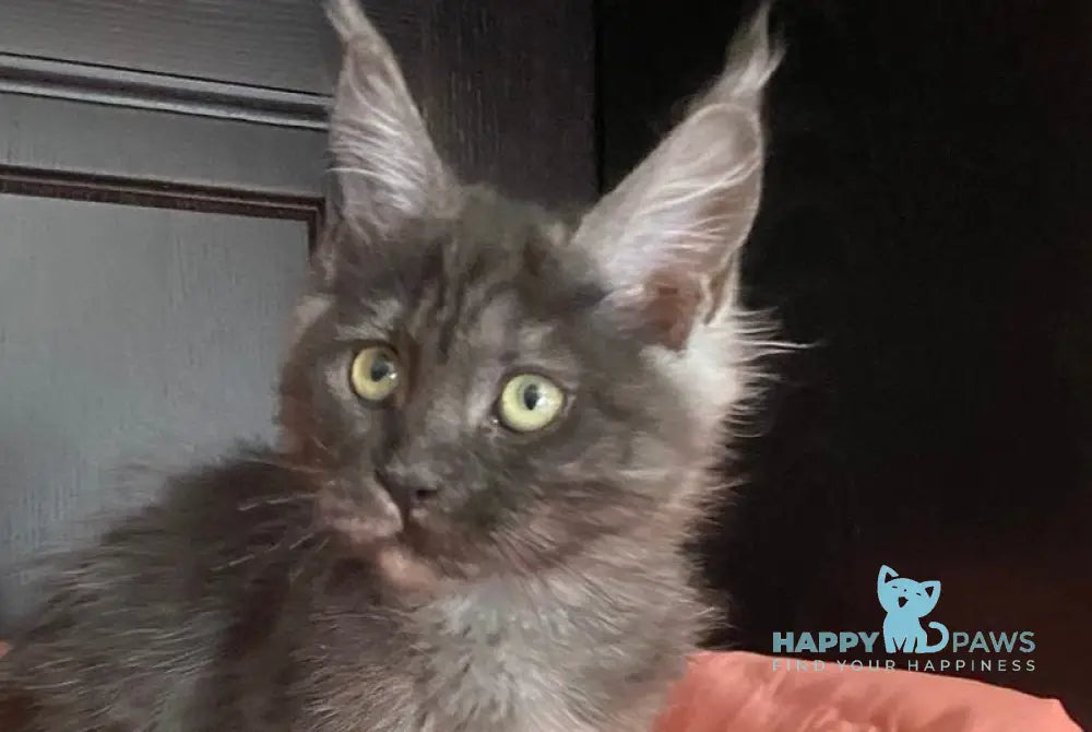 Viе Vienna Maine Coon female black silver live animals