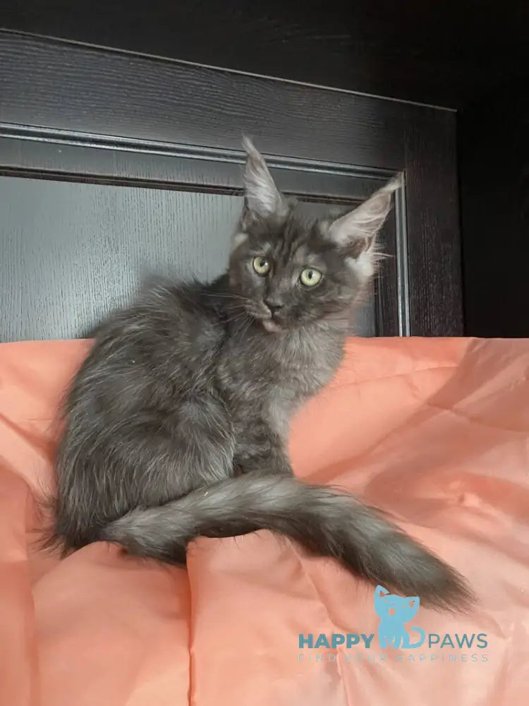 Viе Vienna Maine Coon female black silver live animals
