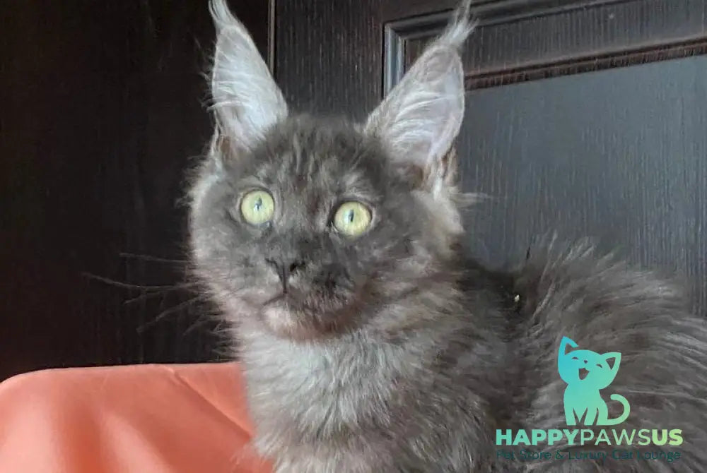 Viе Vienna Maine Coon female black silver live animals