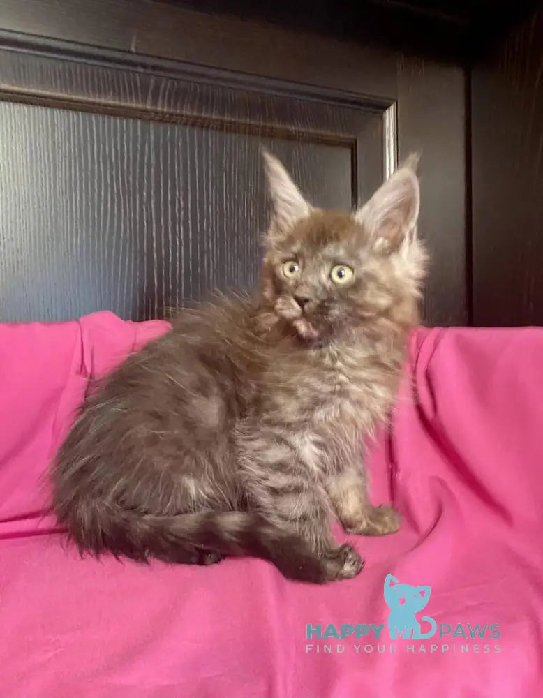 Viе Vienna Maine Coon female black silver live animals
