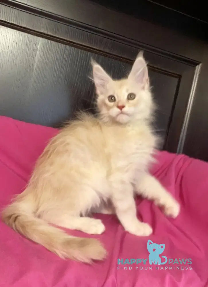 Vig Vigo Maine Coon male cream silver tabby live animals