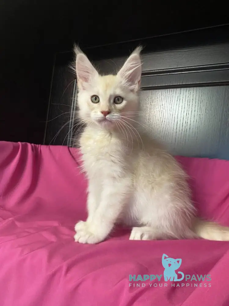 Vig Vigo Maine Coon male cream silver tabby live animals