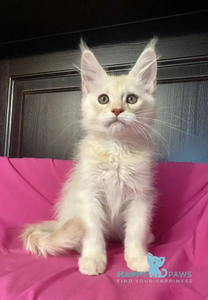 Vig Vigo Maine Coon male cream silver tabby live animals