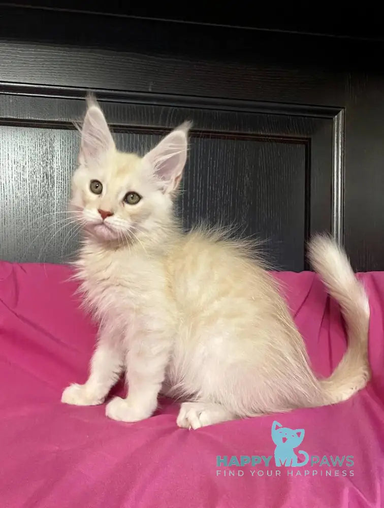 Vig Vigo Maine Coon male cream silver tabby live animals
