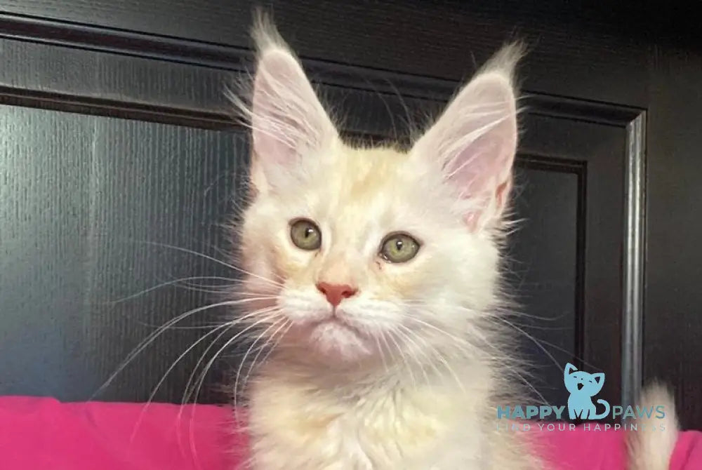 Vig Vigo Maine Coon male cream silver tabby live animals