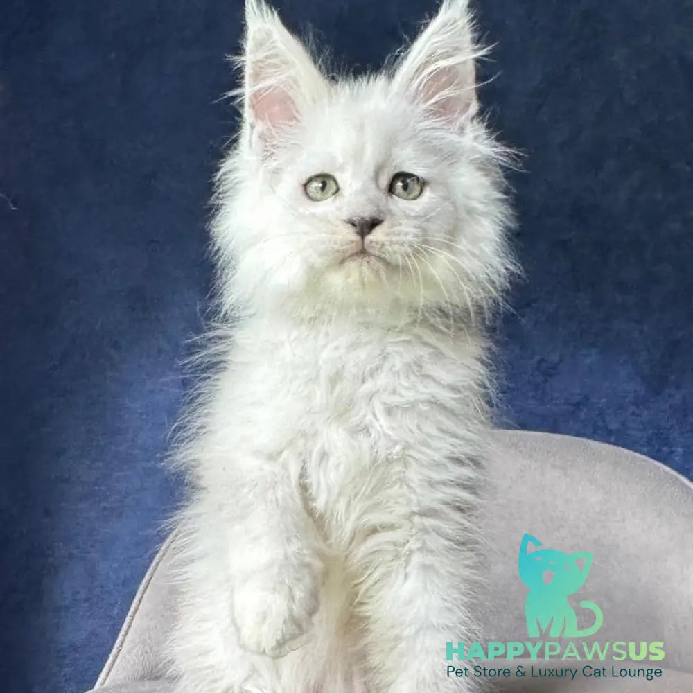 Viggo Maine Coon male black silver shaded - live animals