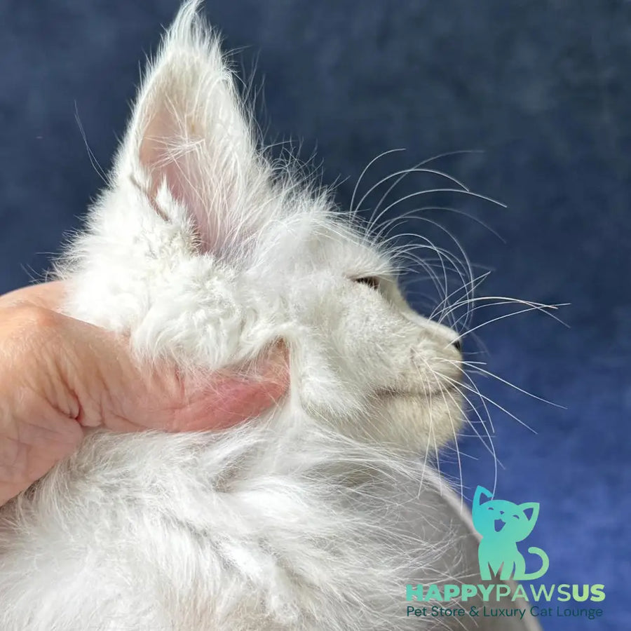 Viggo Maine Coon male black silver shaded - live animals