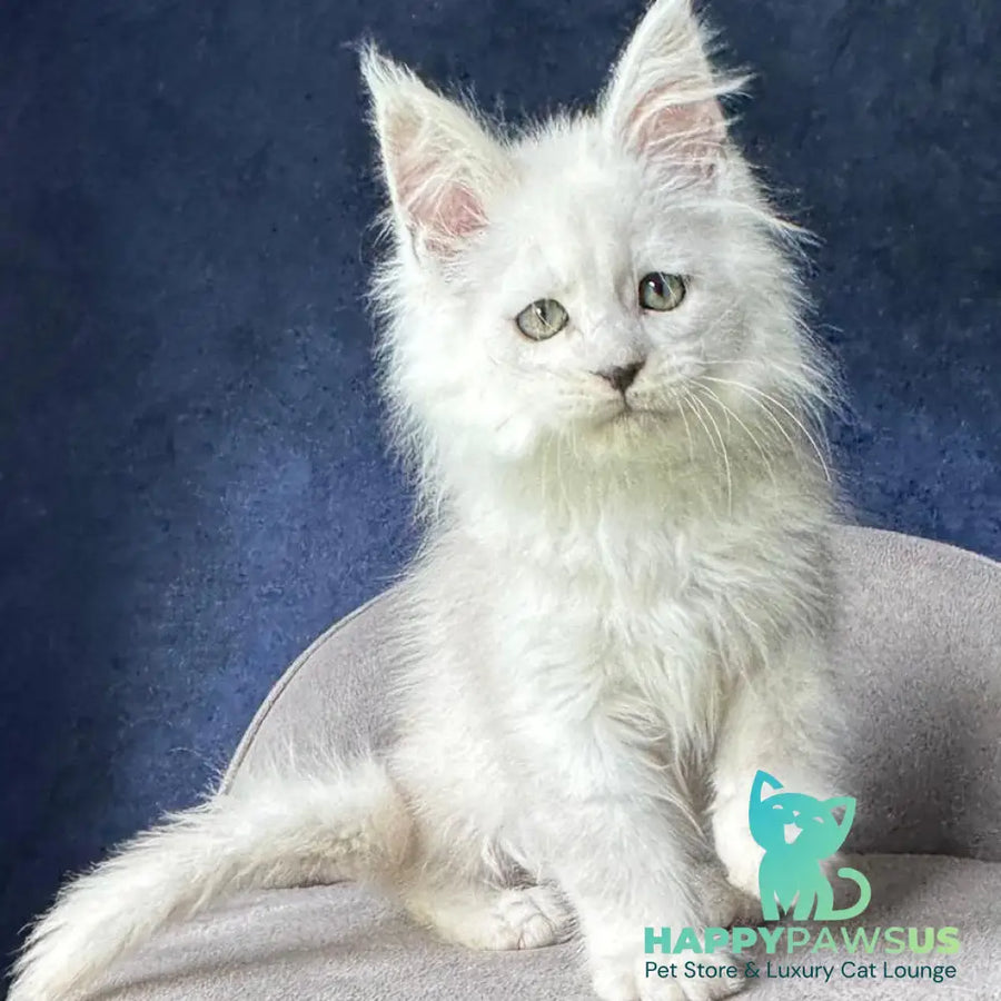 Viggo Maine Coon male black silver shaded - live animals