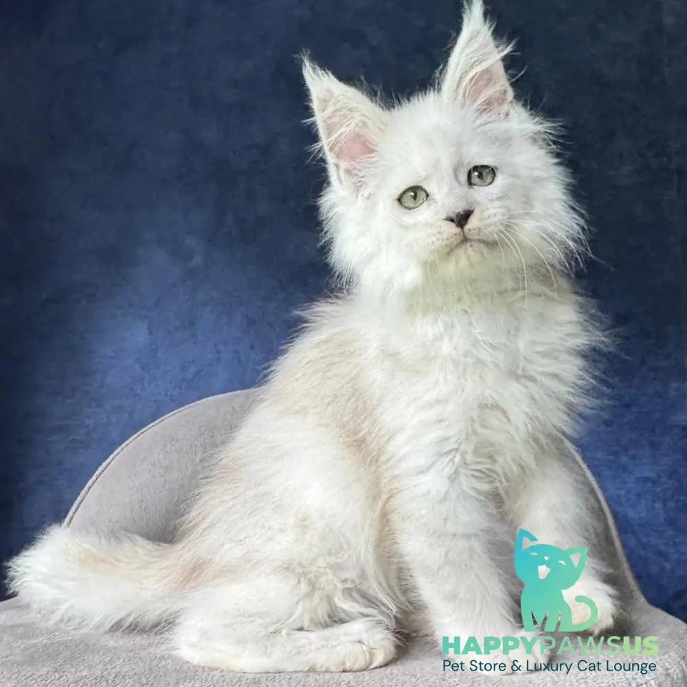 Viggo Maine Coon male black silver shaded - live animals