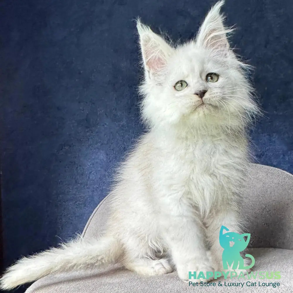 Viggo Maine Coon male black silver shaded - live animals