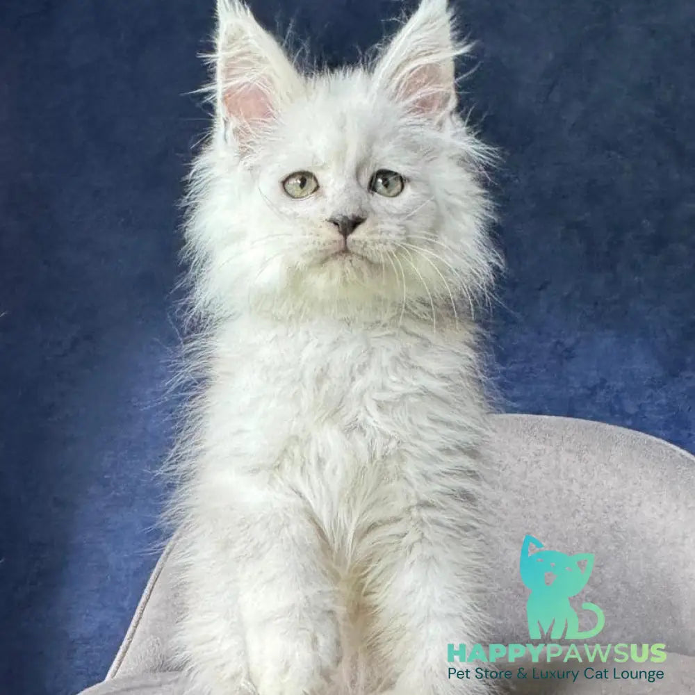 Viggo Maine Coon male black silver shaded - live animals