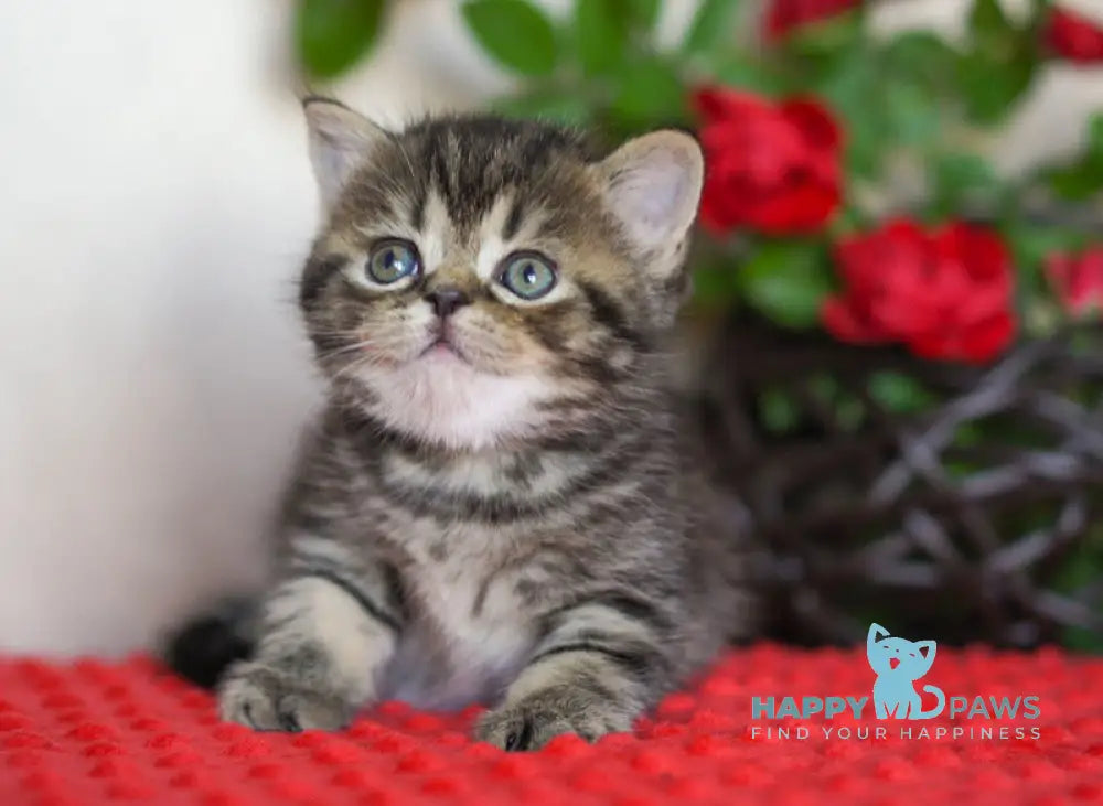 Vigo Scottish Straight male black tabby live animals