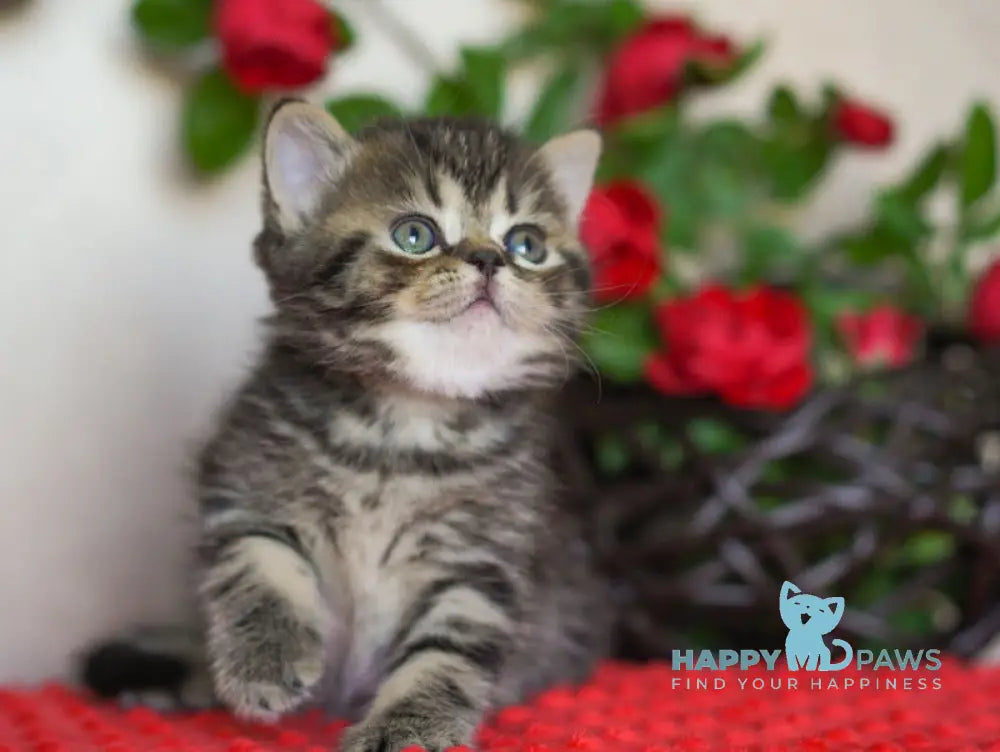 Vigo Scottish Straight male black tabby live animals