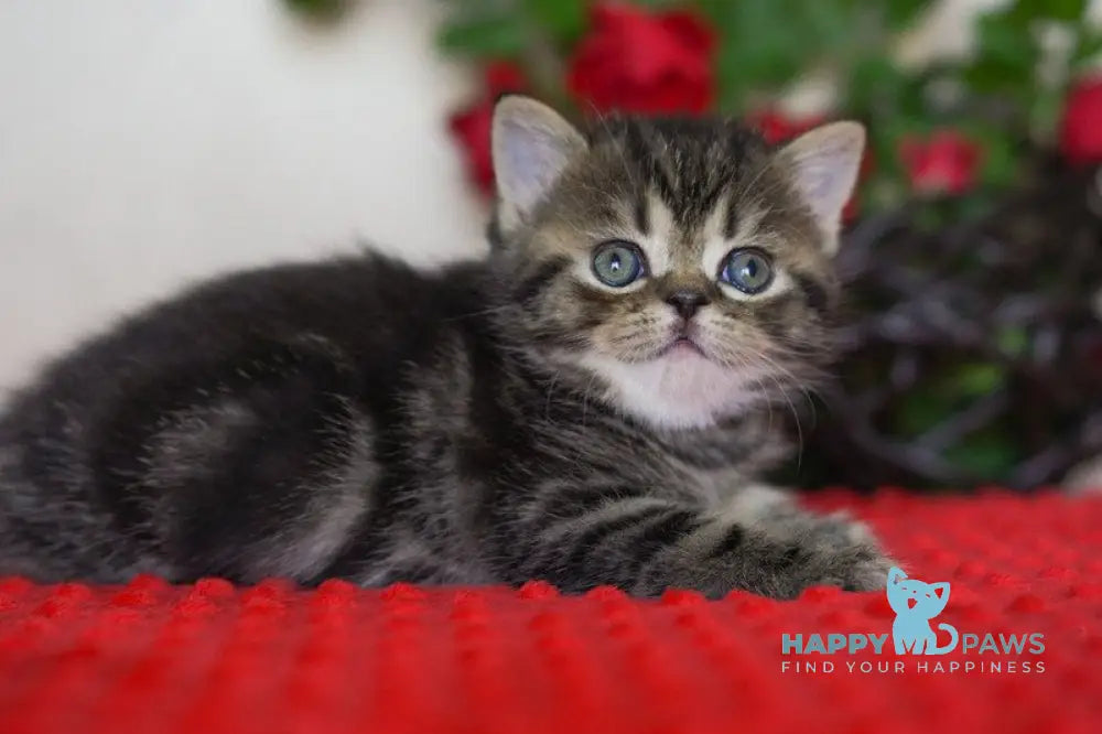 Vigo Scottish Straight male black tabby live animals