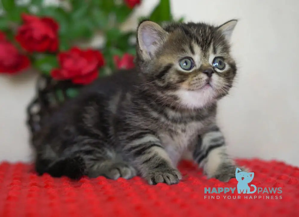 Vigo Scottish Straight male black tabby live animals