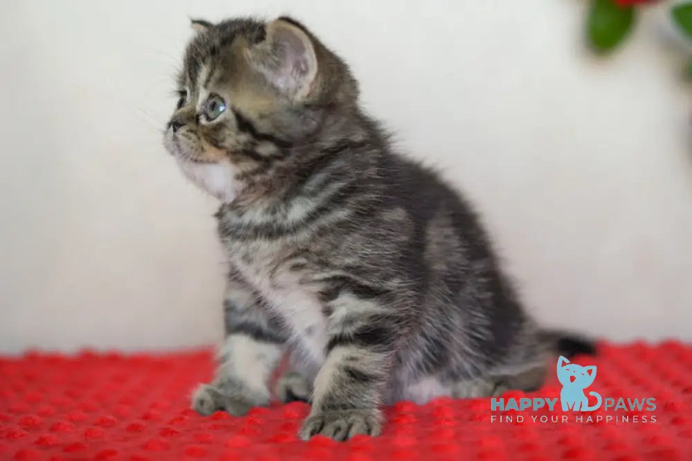 Vigo Scottish Straight male black tabby live animals