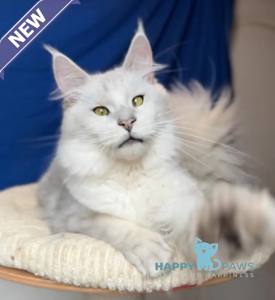 Vijey Maine Coon male black silver shaded live animals