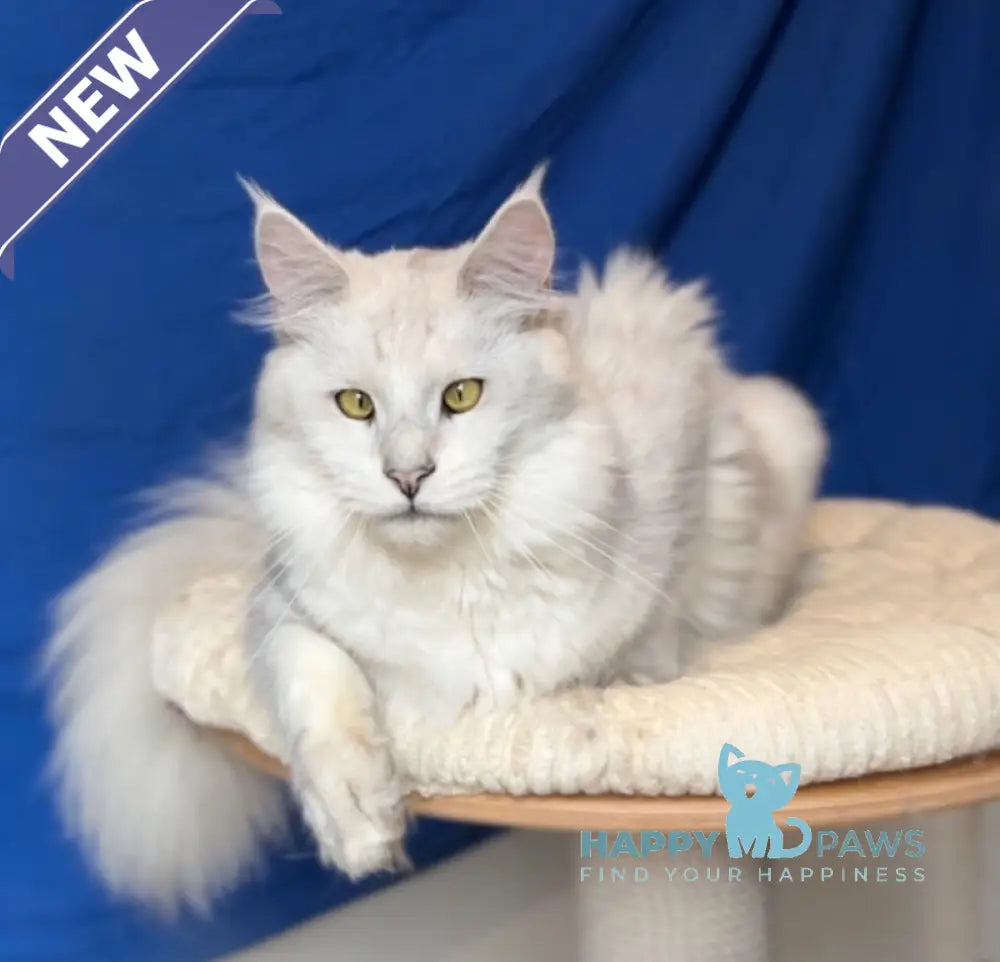 Vijey Maine Coon male black silver shaded live animals