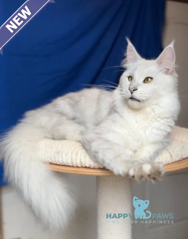 Vijey Maine Coon male black silver shaded live animals