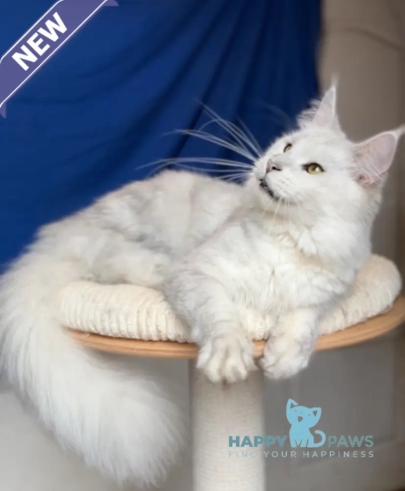 Vijey Maine Coon male black silver shaded live animals