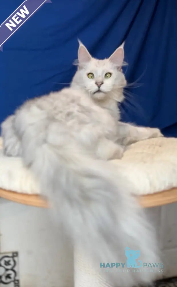 Vijey Maine Coon male black silver shaded live animals