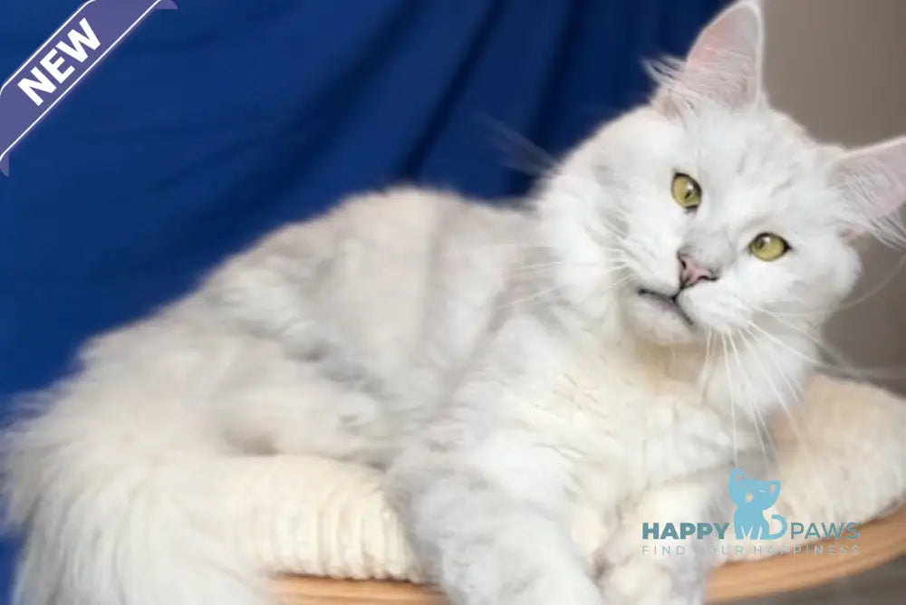 Vijey Maine Coon male black silver shaded live animals