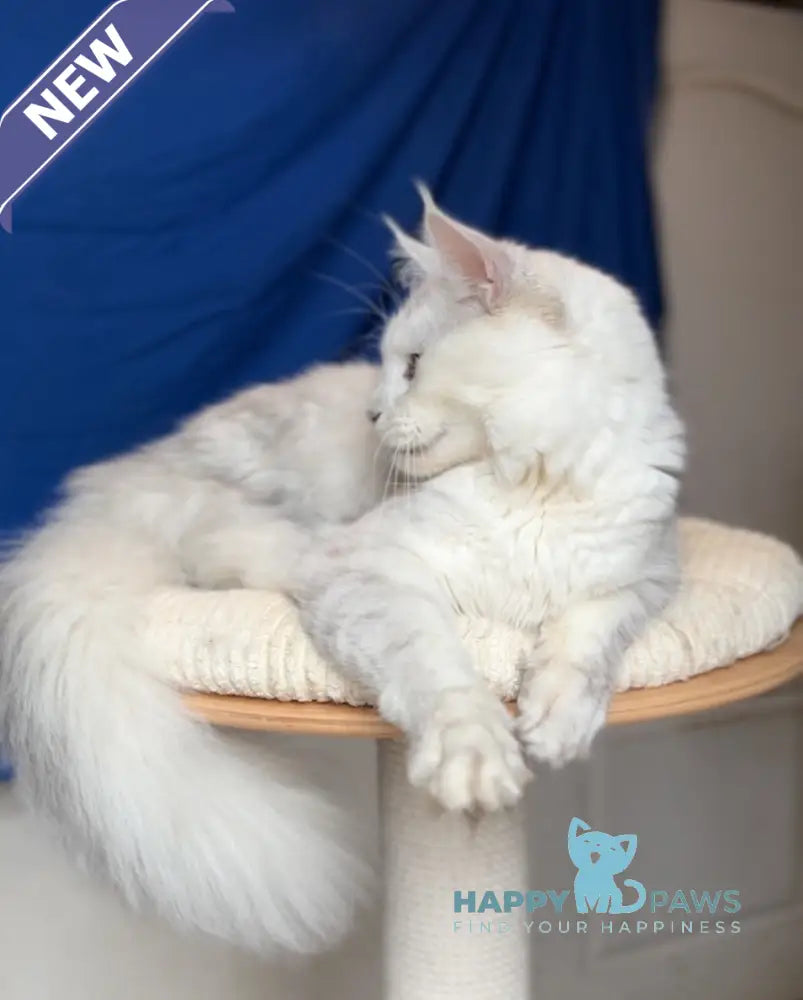 Vijey Maine Coon male black silver shaded live animals